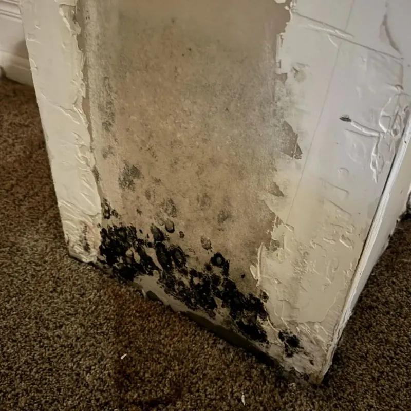 Professional Mold Removal in Cary, NC